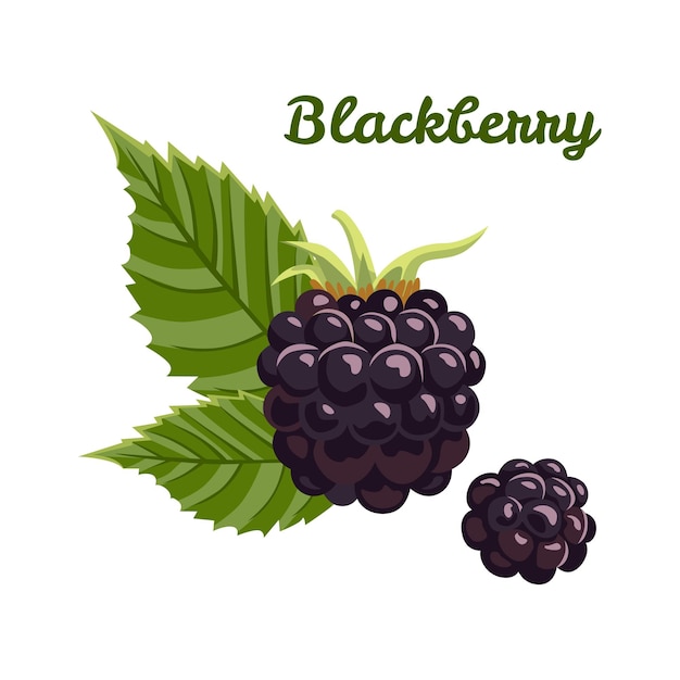 Vector blackberry with green leaves