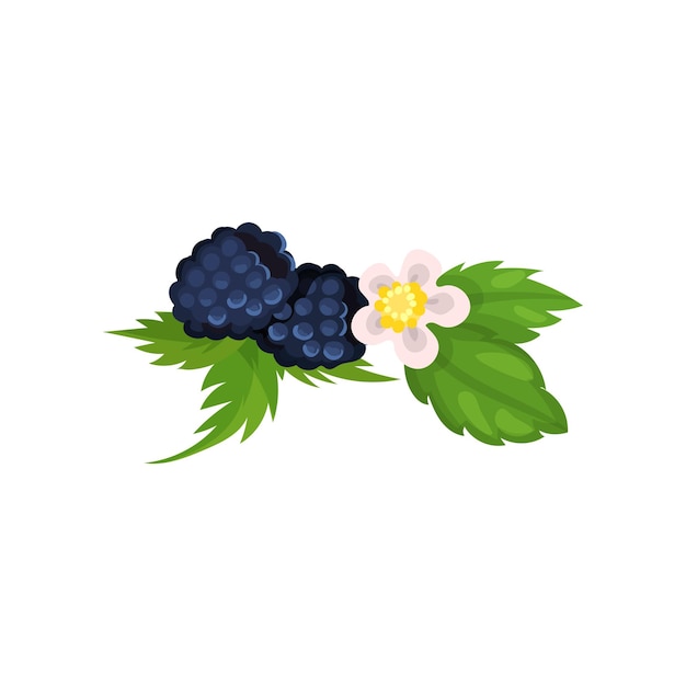 Blackberry with leaves and blossom vector Ilustration