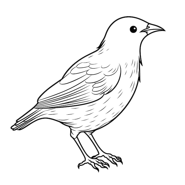 blackbird coloring pages vector animals