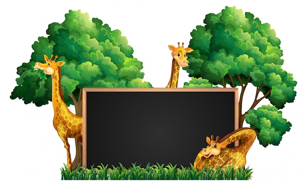 Blackboard with wild giraffes in park