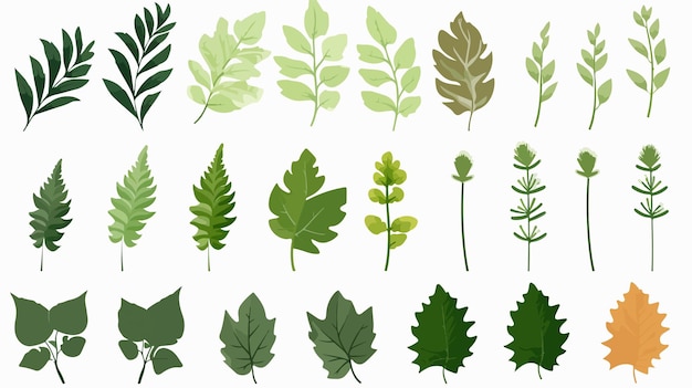 Vector blackcurrant leaves set isolated vector illustration