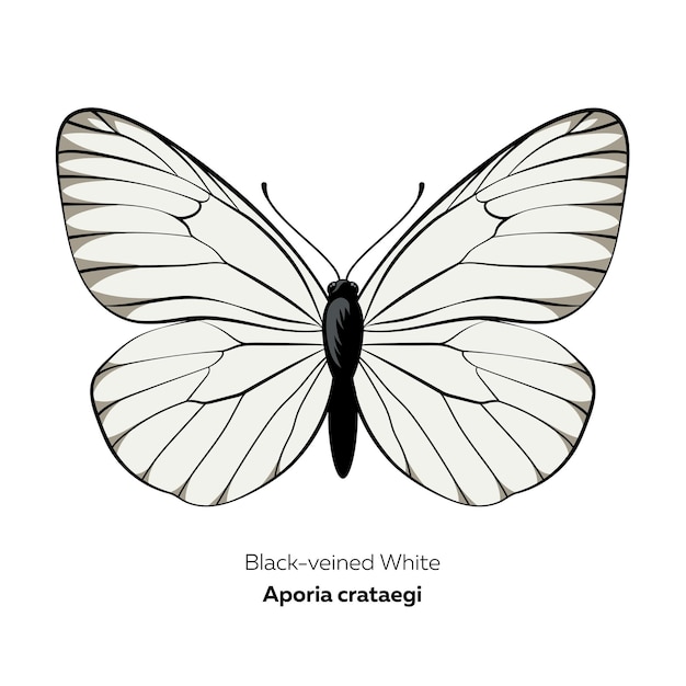 Blackveined white butterfly Aporia crataegi vector illustration