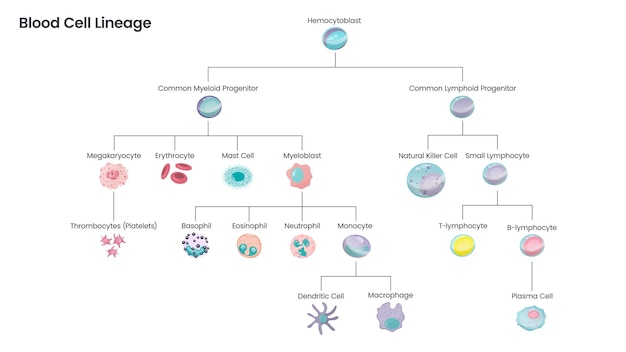 Vector blood cell lineage educational science vector illustration diagram