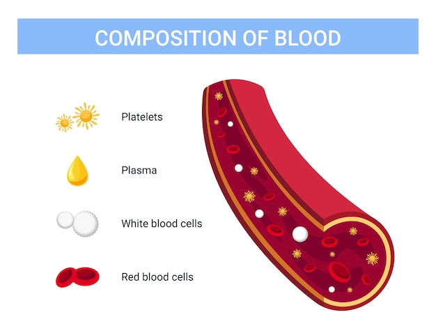 Blood composition vector illustration