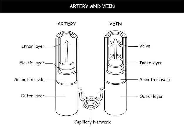 Blood vessels with artery and vein internal structure vector illustration