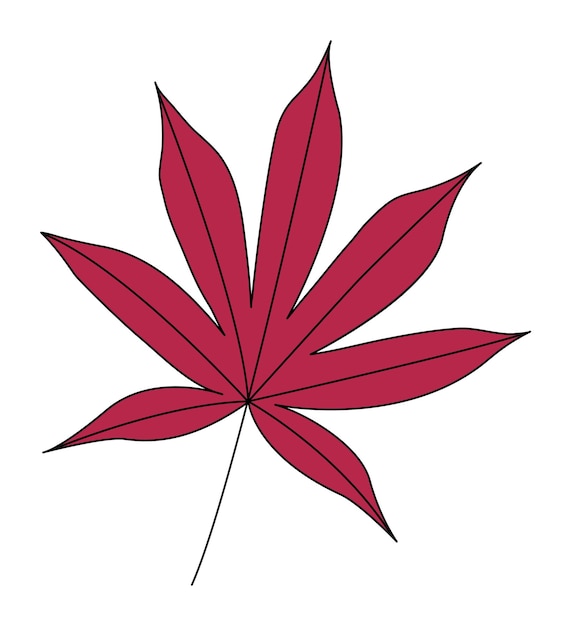 Bloodgood japanese maple tree leaf. Isolated on a white background