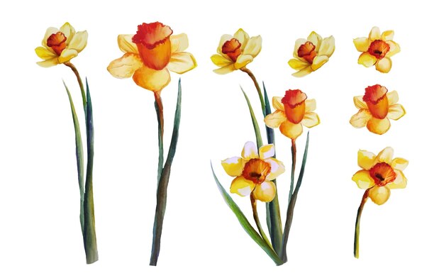 Blooming flowers yellow daffodils set vector illustration