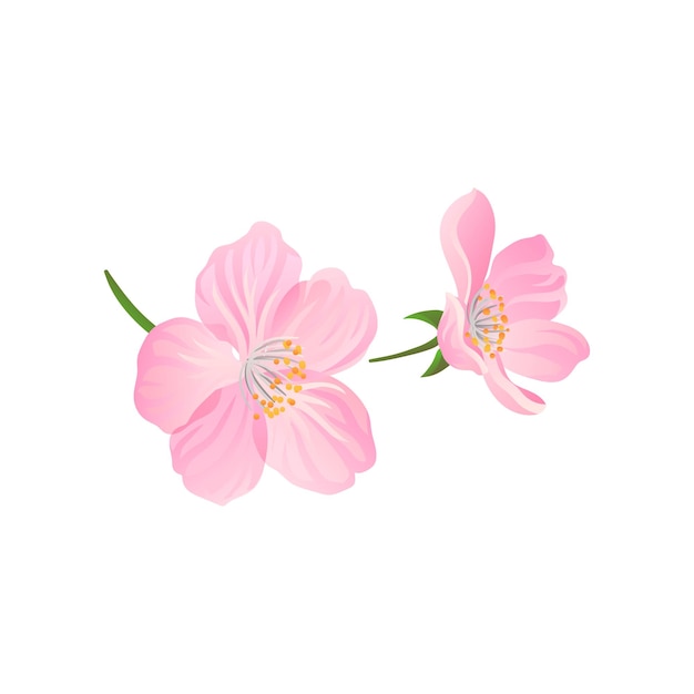 Vector blooming gentle pink spring flowers of cherry or apricot decorative vector element for postcard or product packaging