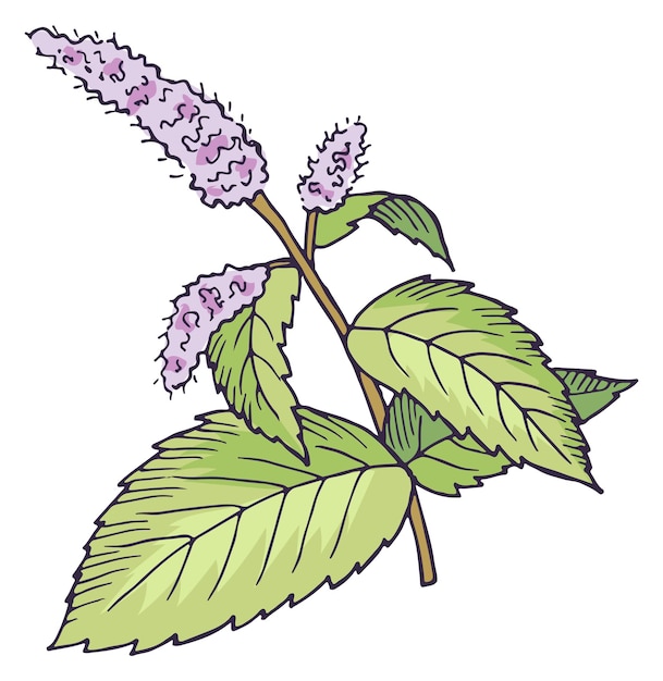 Blooming peppermint plant Botanical illustration Natural herb