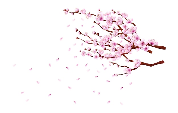 Blooming sacura branch. Japanese cherry blossom tree isolated on white background