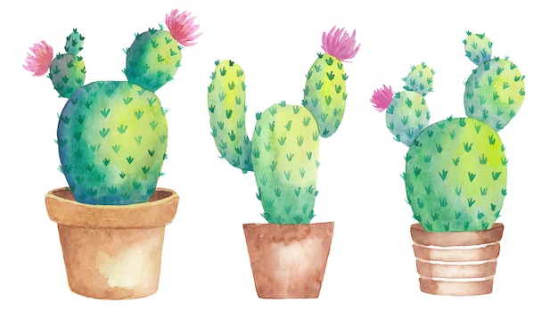 Blooming watercolor three cactus set in pots with flowers.   illustration