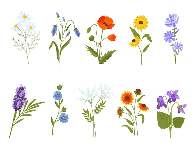 Blooming wild flowers, chamomile, poppy, violet, lavender and bluebell. Botanical medical plants, meadow herbs and field shrubs vector set