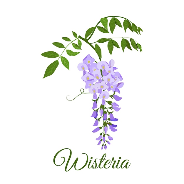 Vector blooming wisteria branch with leaves on a white isolated background vector illustration