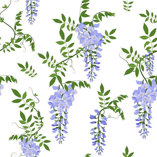 Vector blooming wisteria on a white background