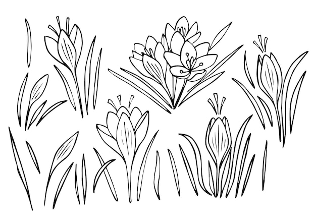 Blossom crocus flowers line art vector illustration