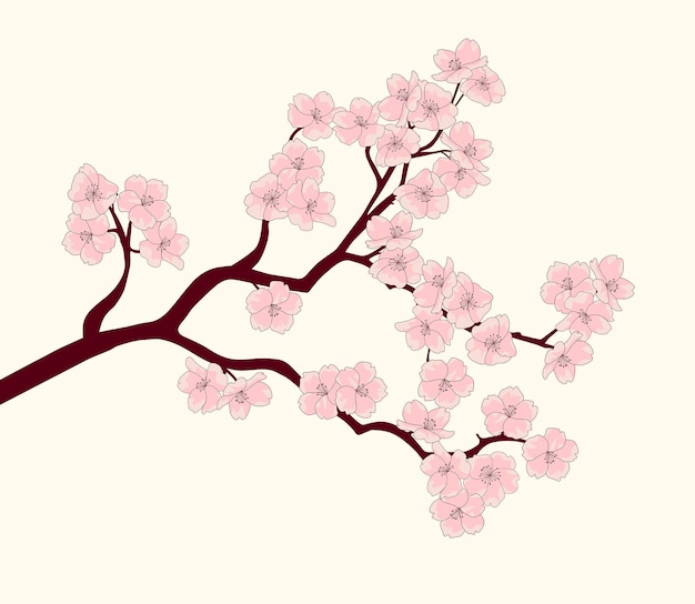 Blossom flowers branch illustration Sakura blossom vector drawing