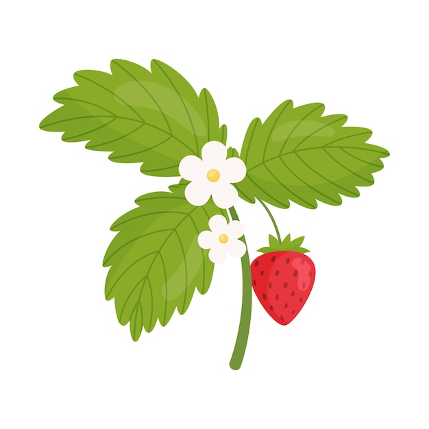 Blossom strawberry branch Vector illustration