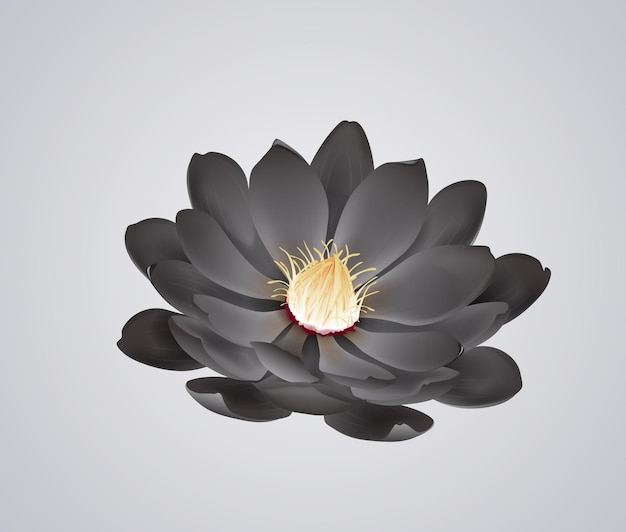 Blossoming beautiful black waterlily or lotus flower isolated