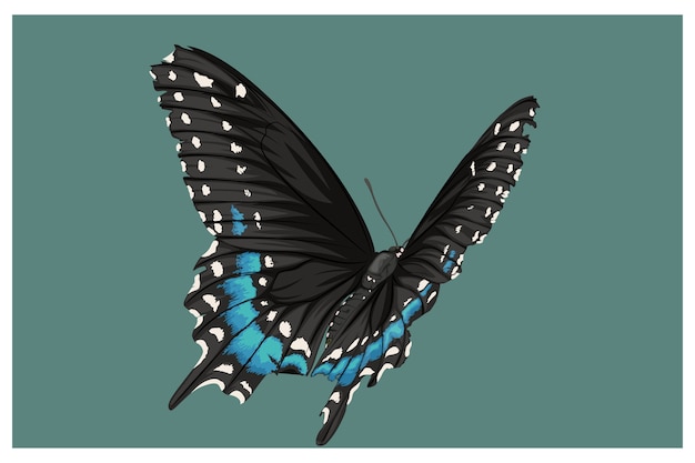 Blue and black butterflies combined