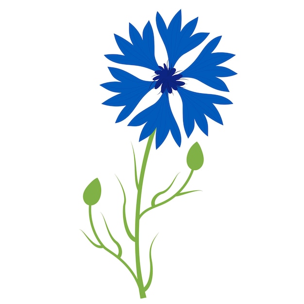 Blue cornflower Beautiful flower with buds Vector Blue wildflower for design and decor