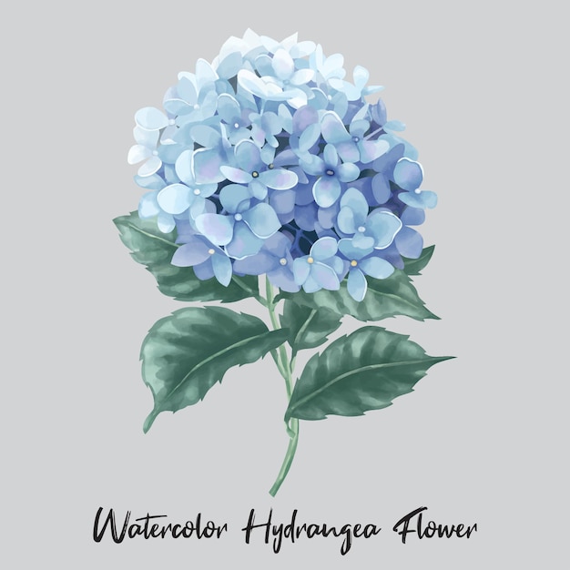 Blue hydrangea or hortensia blooming flower illustration in watercolor style