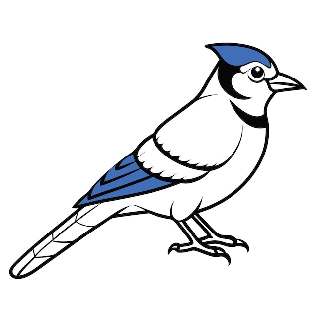 Blue Jay Bird Colorful Vector Design