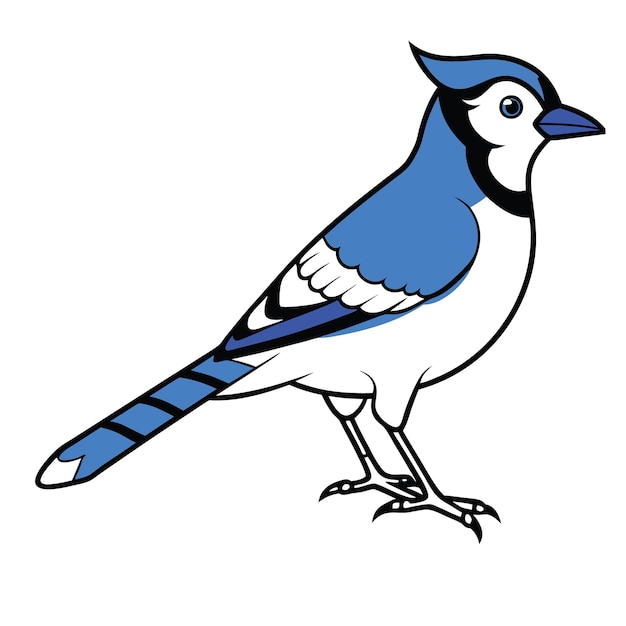 Blue Jay Bird Colorful Vector Design