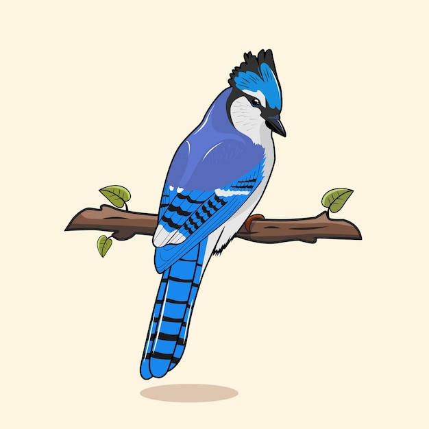 blue jay bird illustrations cartoon vector