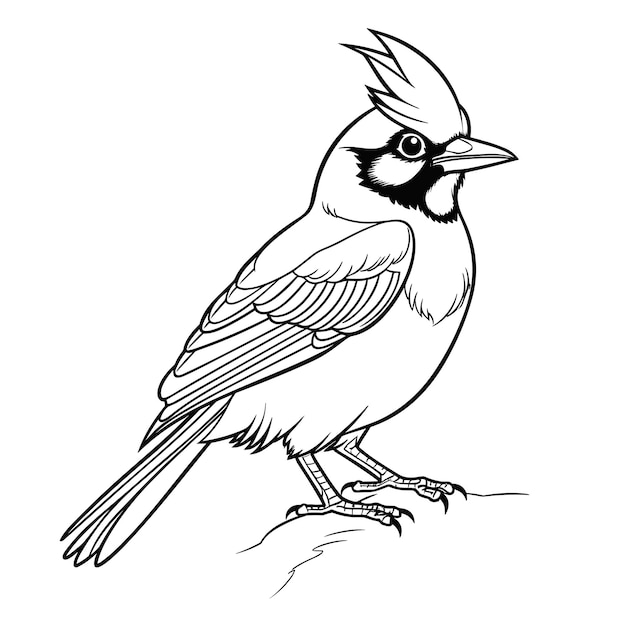 blue jay coloring pages vector animals