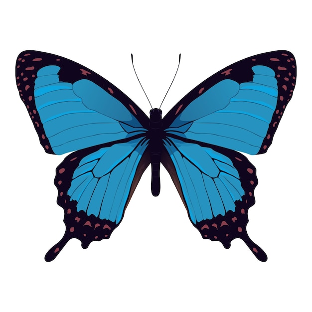 Blue Morpho Butterfly - Beautiful Insect Vector Illustration