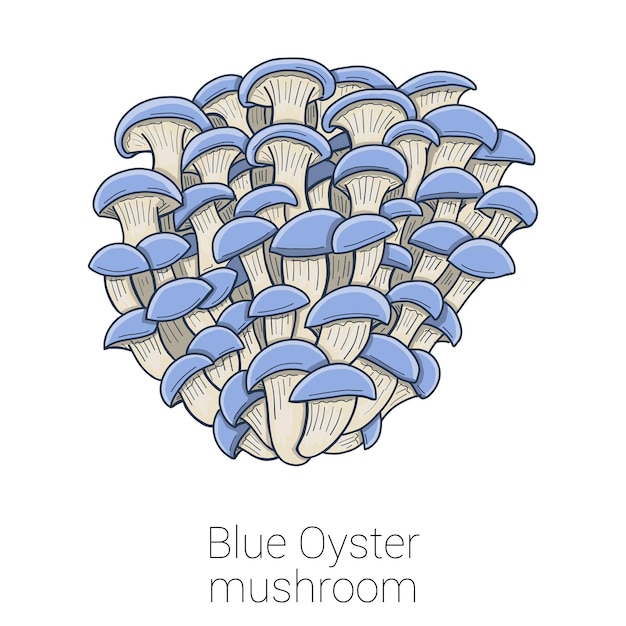 Vector blue oyster medical mushroom colorful vector illustration