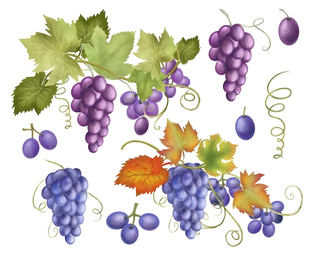 Blue and purple grapes clipart