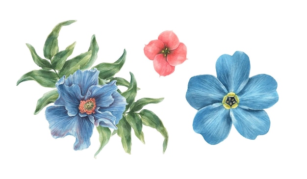 Blue and red poppy buds isolated watercolor elements in vector