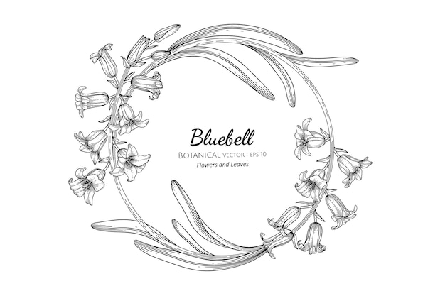 Bluebell flower and leaf hand drawn botanical illustration with line art.