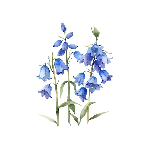 bluebell flower vector illustration in watercolor style