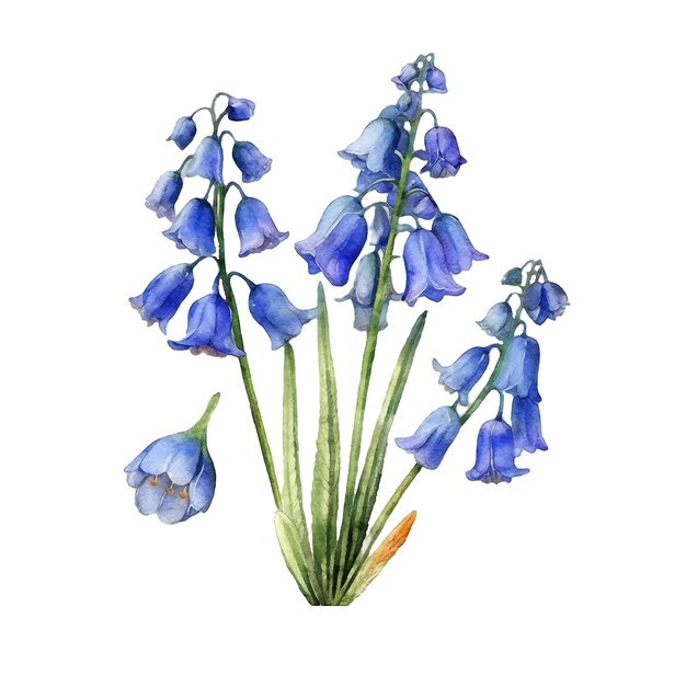 Vector bluebell flowers watercolor paint