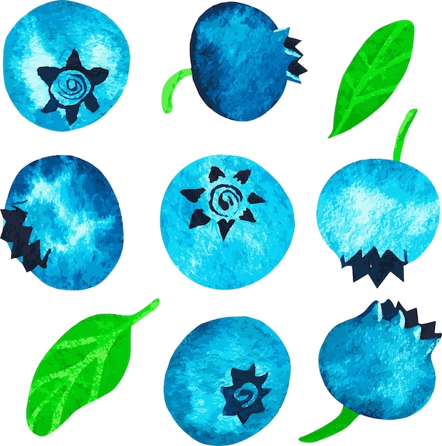 Blueberries Watercolor vector illustration