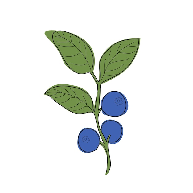 Blueberry branch minimalistic flat and line stylesprig of blueberries with leaves and berries