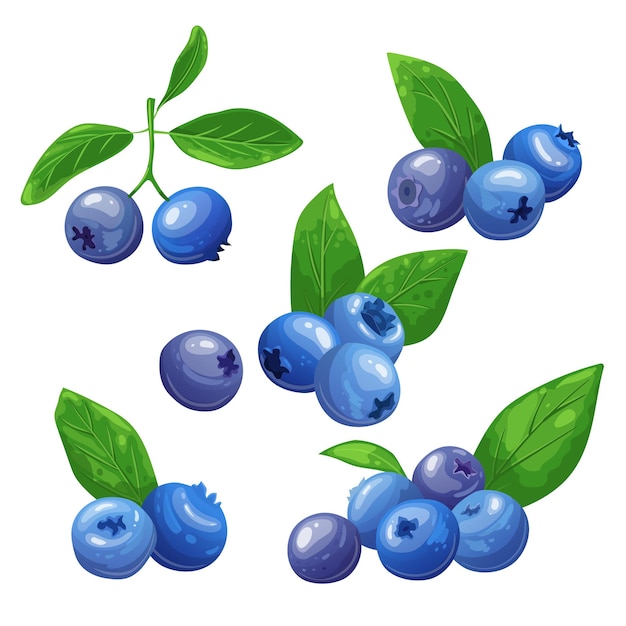 Blueberry fresh set cartoon vector illustration