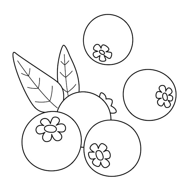 Vector blueberry fruit isolated coloring page for kids