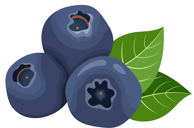 Vector blueberry fruits vector illustration