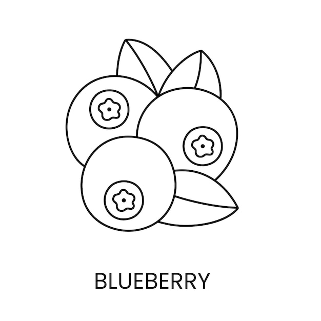 Vector blueberry line icon in vector berry illustration