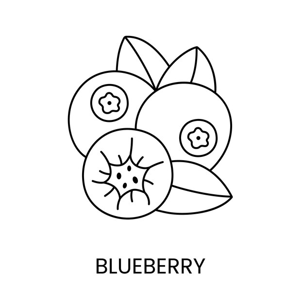 Vector blueberry line icon in vector berry illustration