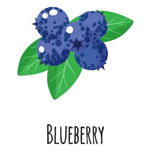 Blueberry superfood fruit for template farmer market design, label and packing. Natural energy protein organic food. Vector cartoon isolated illustration.