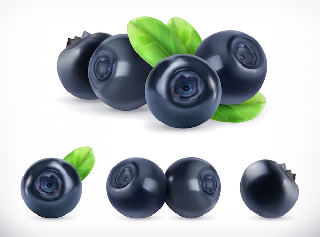 Blueberry. Sweet fruit. Forest berry. Realistic illustration