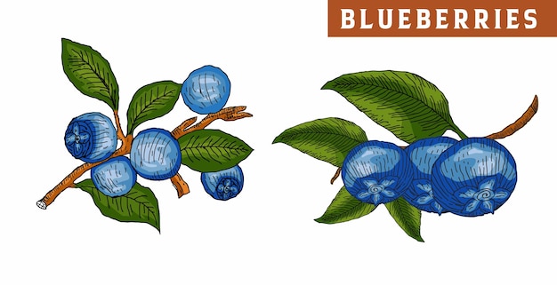 blueberry vector set blueberries on a tree with hand drawn branches and leaves