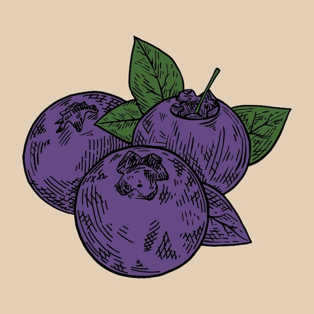 Blueberry vintage vector handrawn