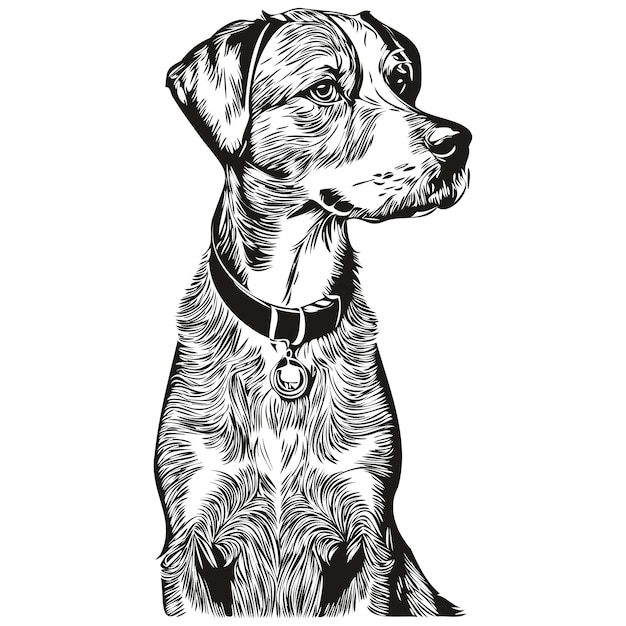 Bluetick Coonhound dog pencil hand drawing vector outline illustration pet face logo black and white sketch drawing