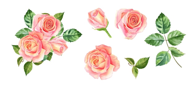 Blush watercolor roses beautiful flowers on isolated white background watercolor illustration botanical painting