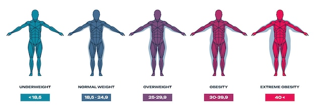 Body mass index Human silhouette with different shapes and sizes underweight overweight and obese people Mass index chart vector illustration Anatomy formula unhealthy weight